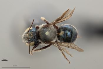 Media type: image;   Entomology 790597 Aspect: habitus dorsal view